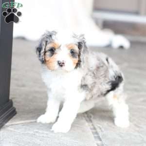 Baylor, Cavapoo Puppy